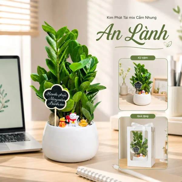 Chậu Kim Phát Tài Babilon phối phụ kiện